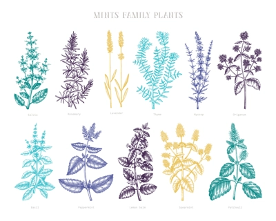 Mint family plants illustrations in color. Hand sketched aromatic and medicinal herbs. Botanical design elements. Herbal tea ingredients. Mints in vintage style. Aromatic materials set